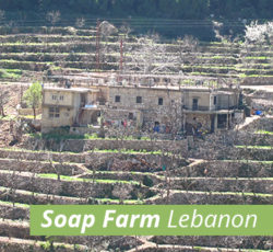Lebanese Olive Orchard